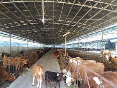 廣西田陽縣四季豐農(nóng)牧公司 發(fā)酵西紅柿與蛋白桑喂養(yǎng)肉牛，效益顯著提升