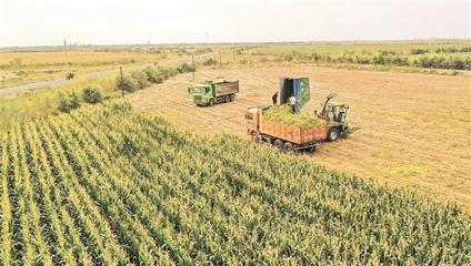 金秋沃野奏響豐收之歌——兵團(tuán)秋收工作全面展開(kāi)，畜牧漁業(yè)飼料銷(xiāo)售迎來(lái)旺季