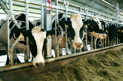 國(guó)潮崛起 畜牧漁業(yè)飼料銷(xiāo)售的新風(fēng)口與品牌機(jī)遇